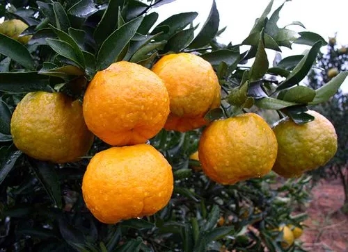 柑橘.webp